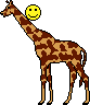 girafe, content